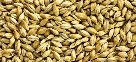 golden promise malt substitute